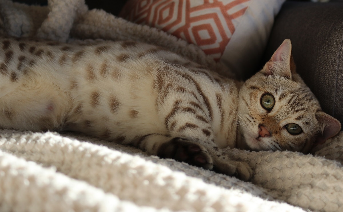 bengal seal mink spotted